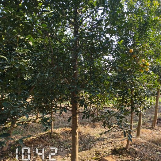 松滋市普通柚树苗 大量供应8公分的柚子树