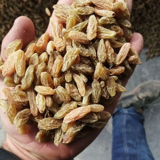 吐鲁番 葡萄干树上黄