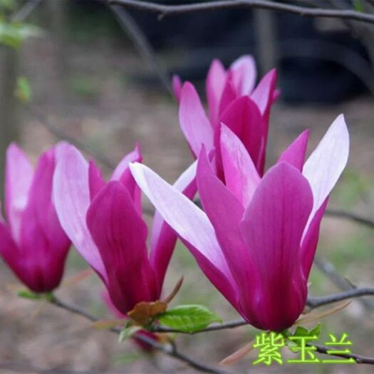 平邑县 红玉兰 白玉兰 紫玉兰 黄玉兰 品种齐全 基地直销包成活