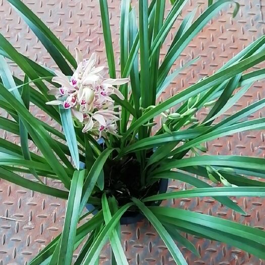 昆明马兰花 杂交兰
