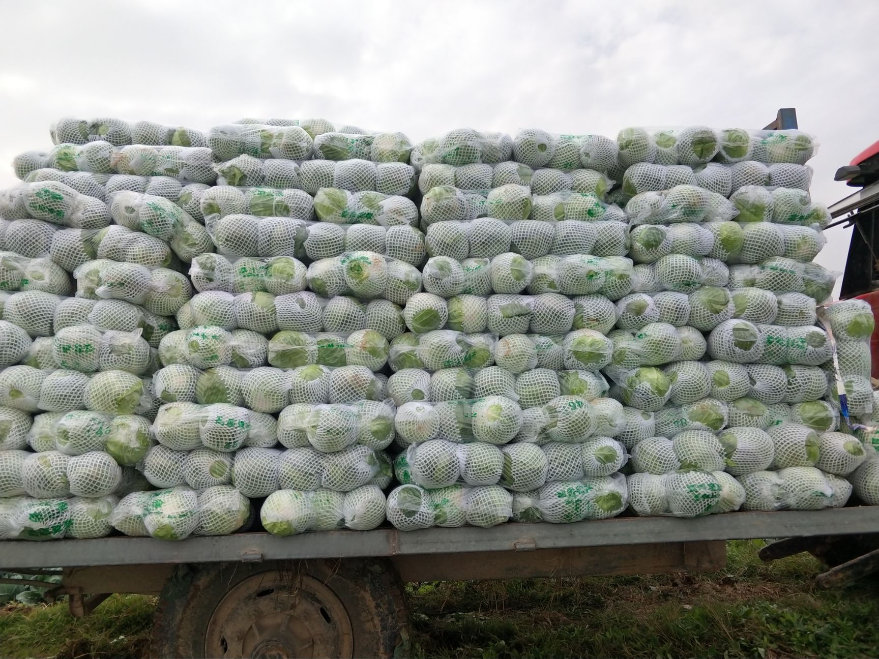 包菜 湖北省咸宁市嘉鱼县 1.0~1.5斤