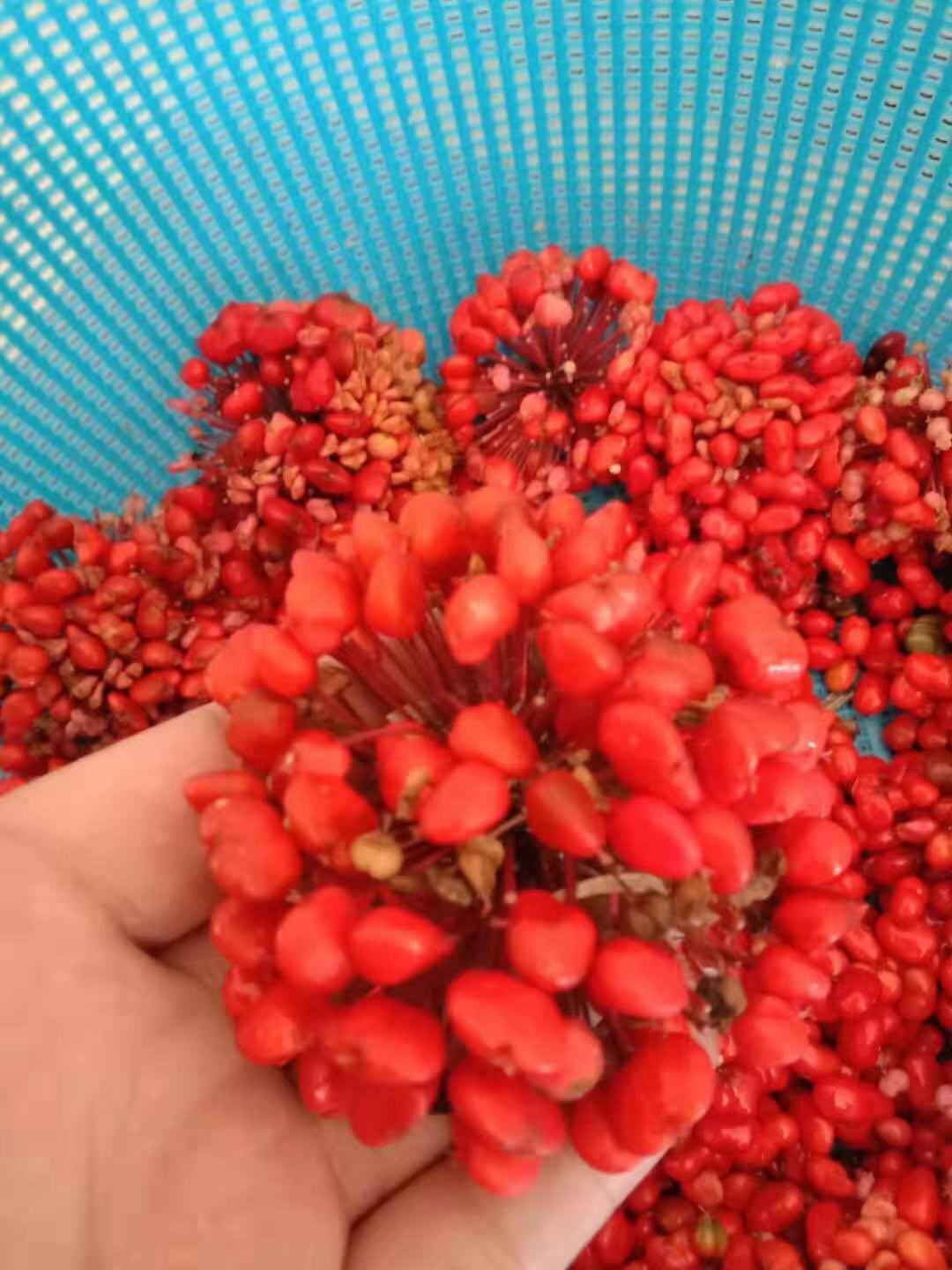 文山市 云南文山三七种子，发芽率 98%，产量高，提供种植技术支持