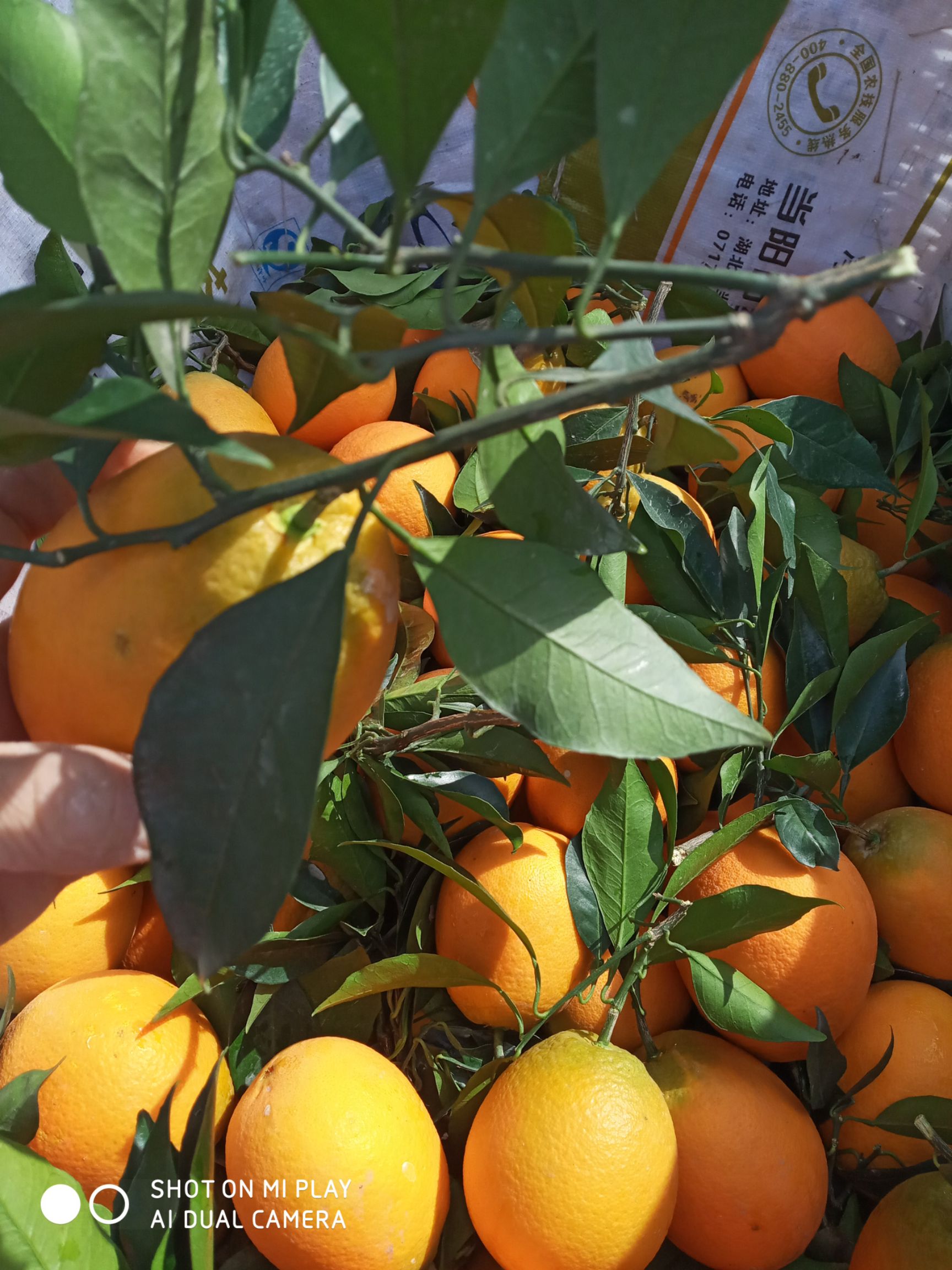 纽荷尔脐橙 长虹