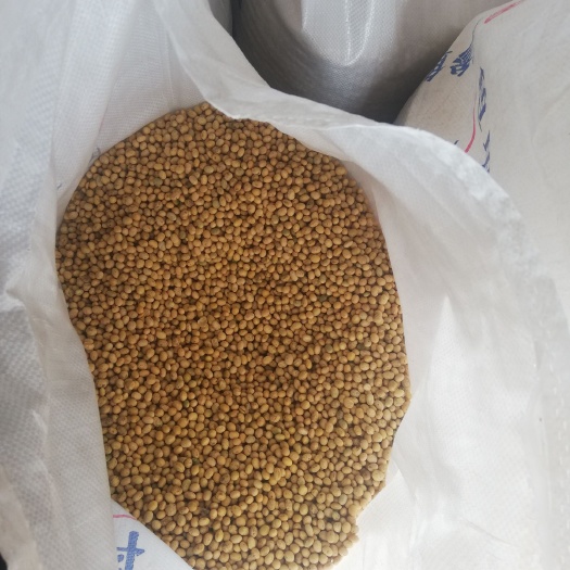 彭泽县 徐豆18中豆41现在已经出售完，今年的小麦有需要的提前预订