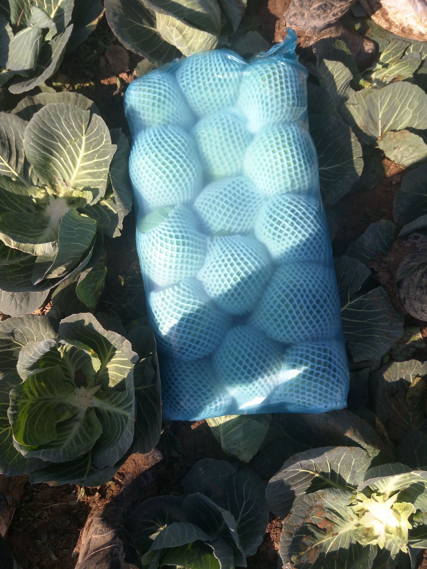 包菜 湖北省咸宁市嘉鱼县 1.0~1.5斤