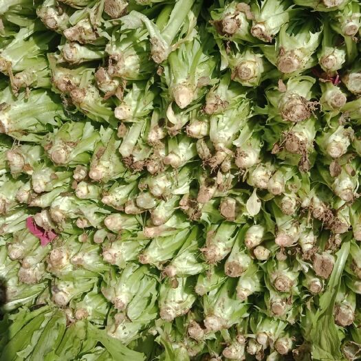 滑县青油麦  油麦菜