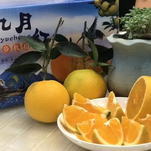 松滋市红肉脐橙苗 九月红橙苗出售