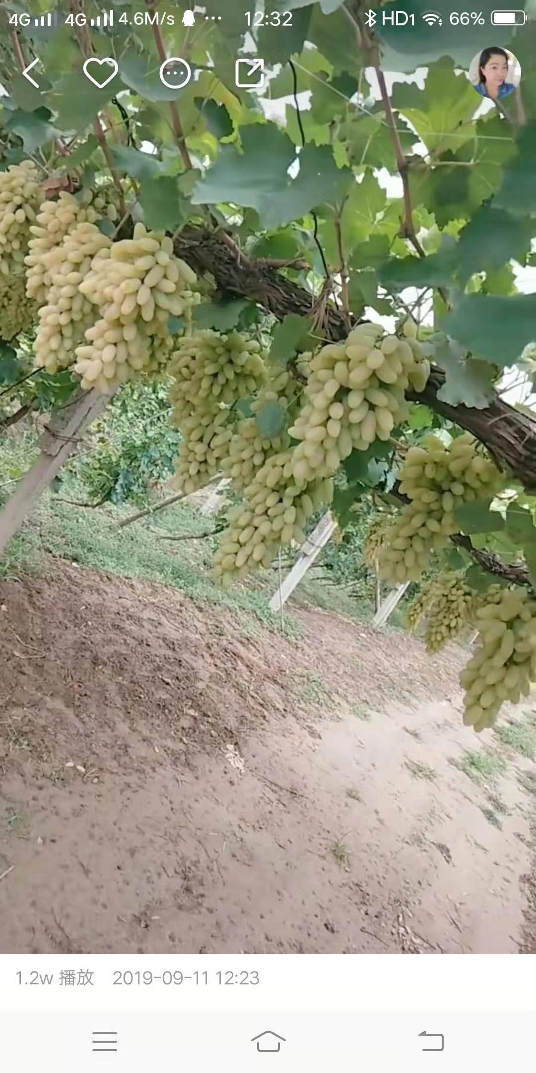 全国最甜的葡萄基地马奶葡萄