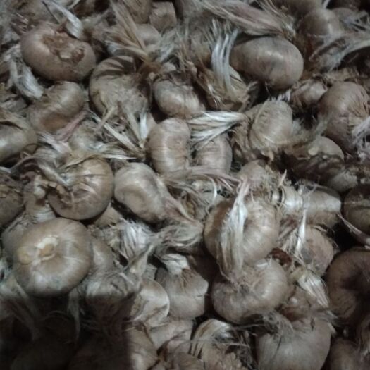定远县藏红花苗 特级藏红花种球保证质量保证成活率