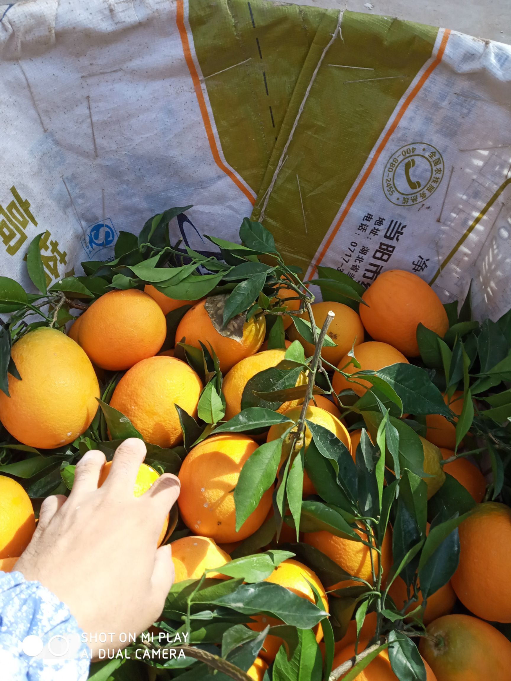 纽荷尔脐橙 长虹