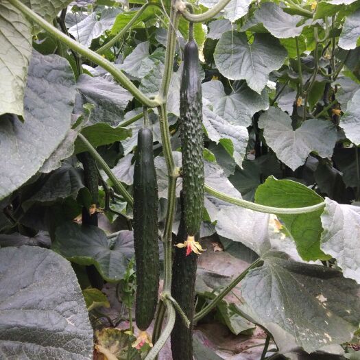 郓城县 种植基地长年供应精品油亮密刺黄瓜
