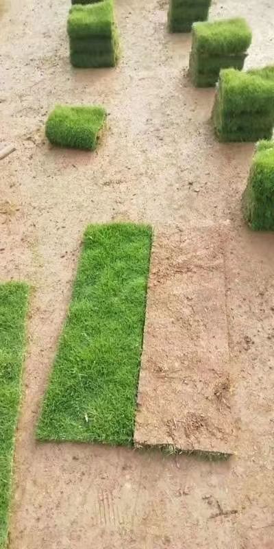 佛山草 靓草卷出售