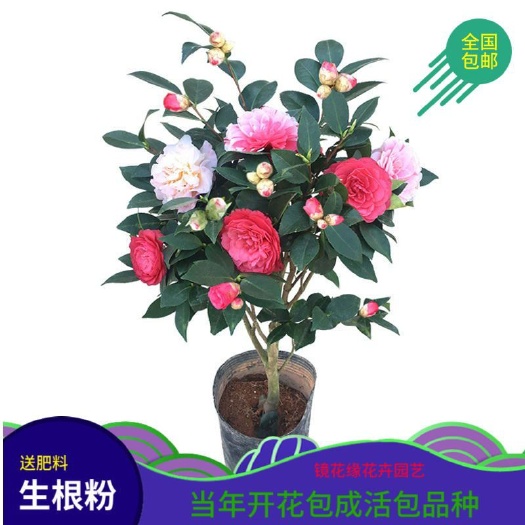 沭阳县 四季好养茶花树苗盆栽耐寒花卉观花植物室内花卉绿植开花不断