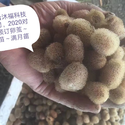 鱼台县 宽体金线蛭小苗