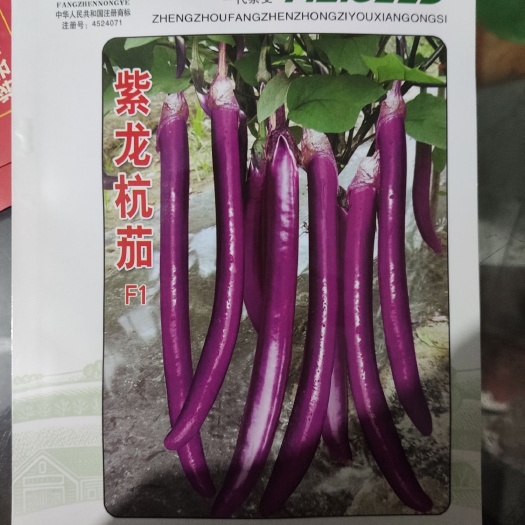 茄子种子 紫龙杭茄  种子