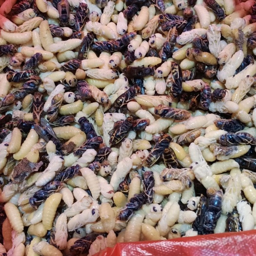 义乌市 一二四级生冻熟冻地蜂蜂蛹，树蜂蜂蛹寻合作伙伴