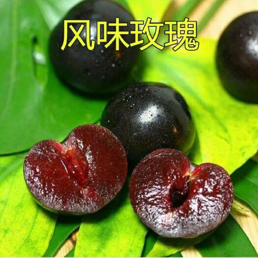 平邑县风味玫瑰李子苗 风味玫瑰李子纯正嫁接苗 口感甜个大耐放 基地直销明年结果苗