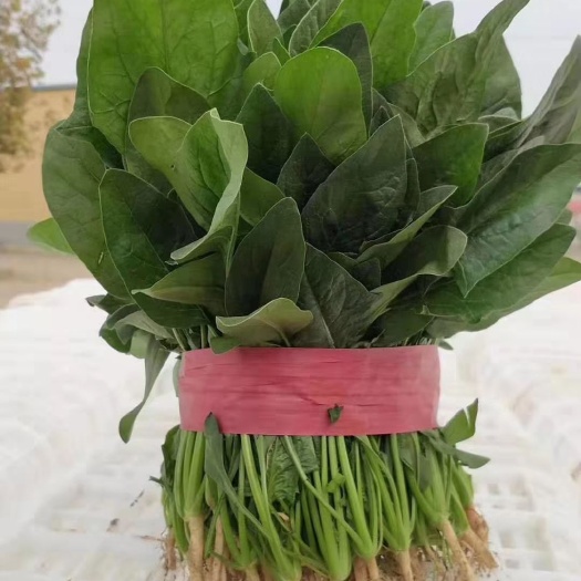 金乡县大叶菠菜  圆叶菠菜代发全国各地市场  质量好  价格不高