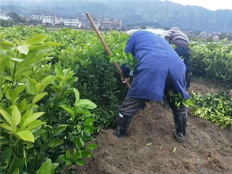  明日见柑橘苗 高1-1.5米左右 最火柑橘 保证品种纯度包邮