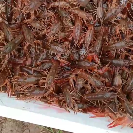 隆昌市中国龙虾 要虾的可以联系我同号