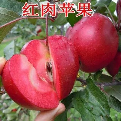 平邑县 红肉苹果树苗 甜度 个大味美 基地直销 保证品种纯度