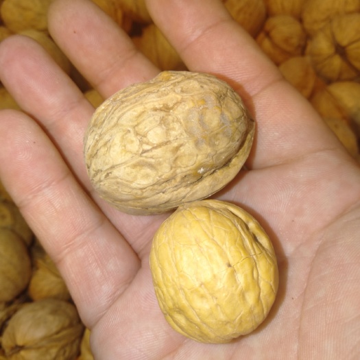 泰安8518核桃苗 8518薄皮核桃树苗 抗寒抗旱辽核桃树 脆香核桃树苗