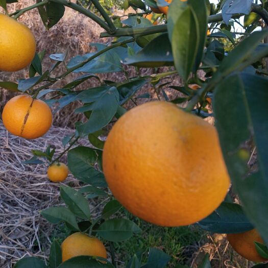 桂林 蜜香橙