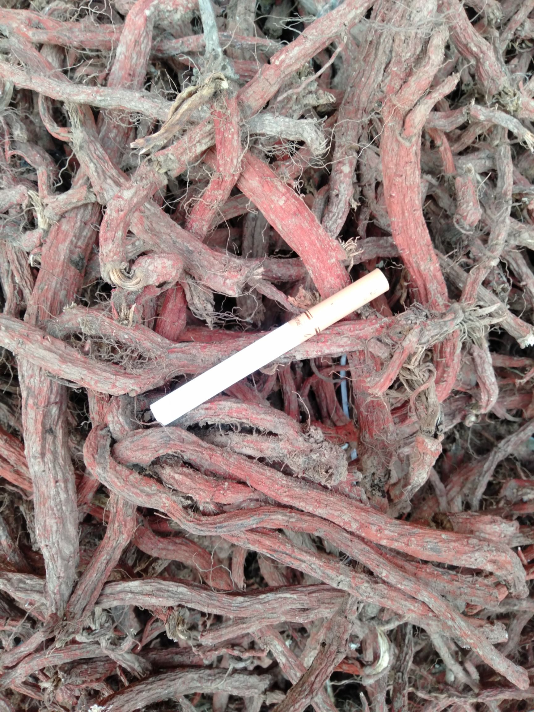  丹参大条炕货05以上，质量好价格优