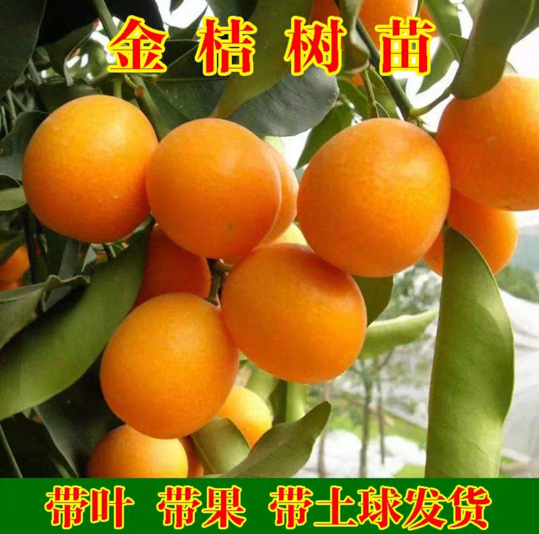 平邑县脆皮金桔苗 金橘树苗带果带叶发货，现挖先发，量大从优保纯度死苗补发