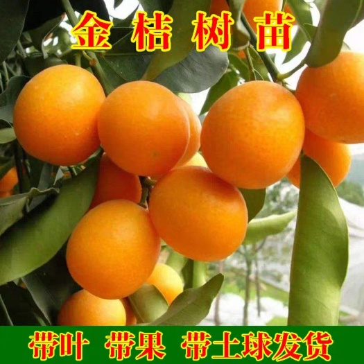 平邑县脆皮金桔苗 金橘树苗带果带叶发货，现挖先发，量大从优保纯度死苗补发