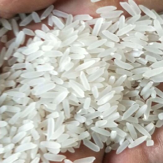耒阳市美香占2号 6月10日以后播种的谷子