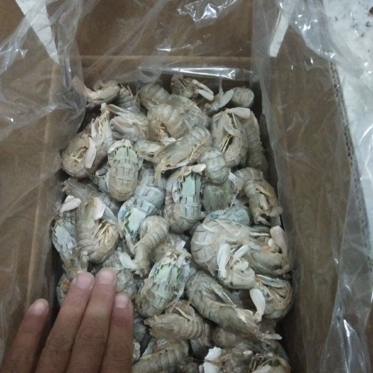 东港市 公母混皮皮虾，一箱十斤，十头左右一斤