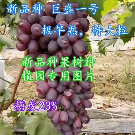 平邑县巨盛一号葡萄苗  葡萄苗 巨盛一号 贝达嫁接苗 保品种可签订合同