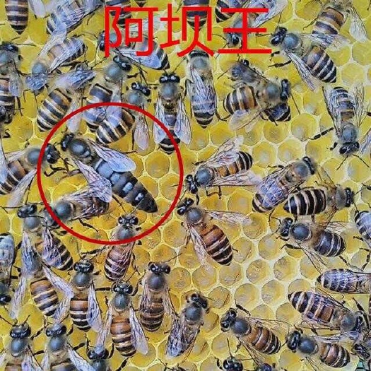 安溪县阿坝中蜂王 四川阿坝王