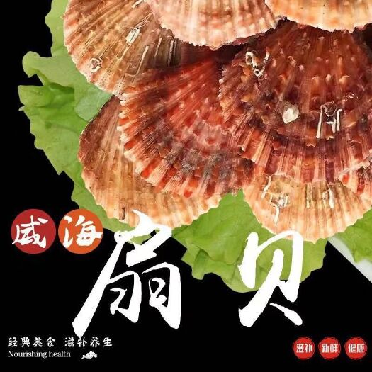 荣成市栉孔扇贝 威海海鲜鲜活养殖基地直供一手货源