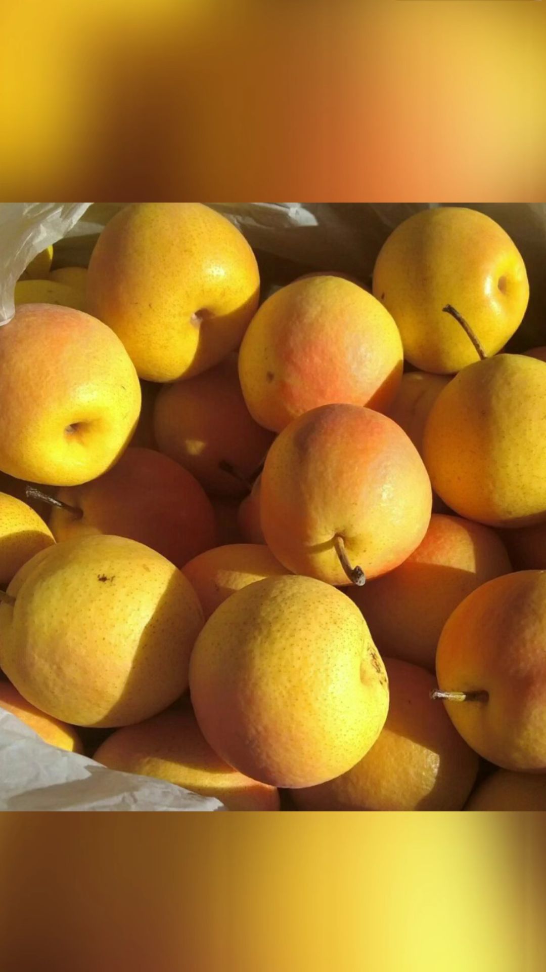  南国梨便宜啦！5—6毛钱，到底价了，嘎嘎甜好吃