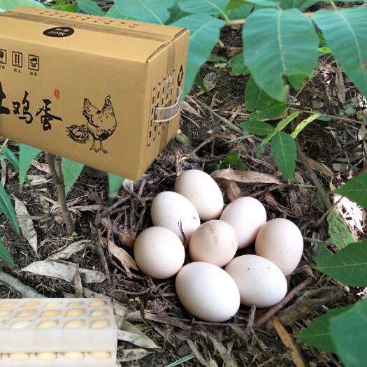 安龙县 贵州安龙特产农家散养土鸡蛋