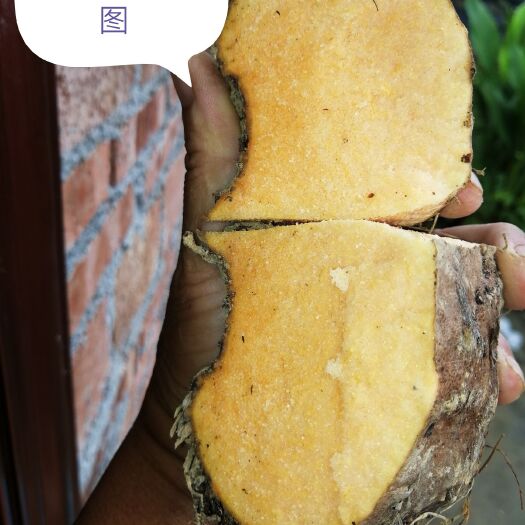 富宁县 珠芽金魔芋
