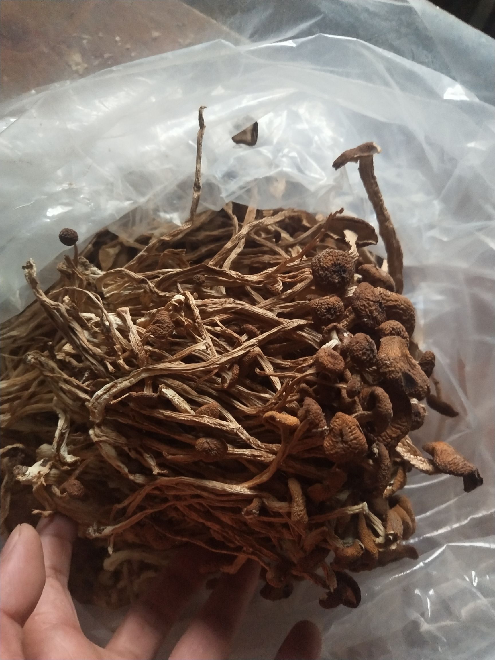 广昌5号茶树菇  古田5号茶树菇不开伞请按购买数量拍否则不发