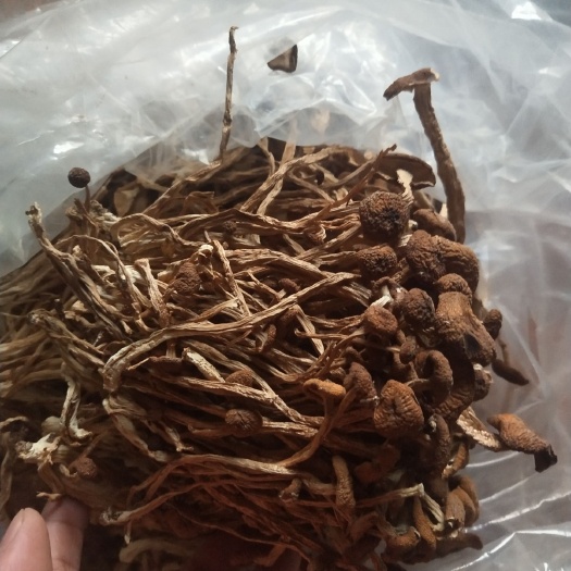 古田县广昌5号茶树菇  古田5号茶树菇不开伞请按购买数量拍否则不发