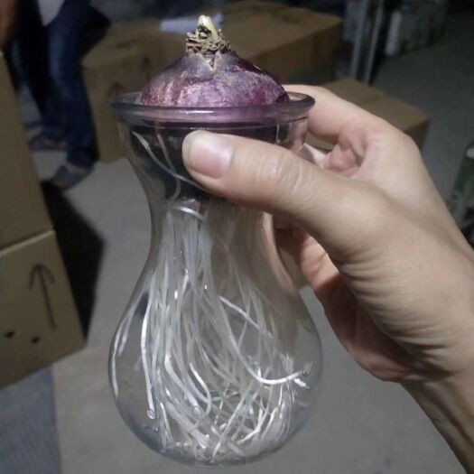 凤阳县风信子种球 风信子水培带瓶，整套价
