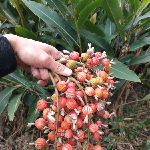 重庆市云南砂仁 沙仁种根，调料，欢迎咨询