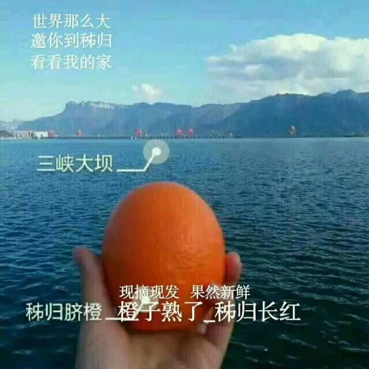 秭归县长虹脐橙 湖北秭归长红甜橙，甜蜜无比，口感香甜，好吃极了