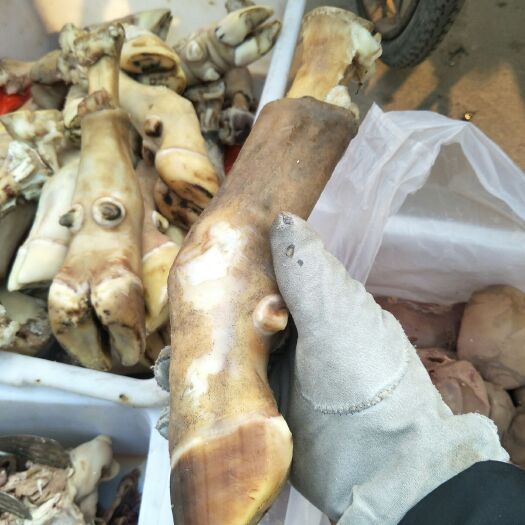 西安 陕北一手牛蹄，兄弟第一次发，不清楚的多问问。