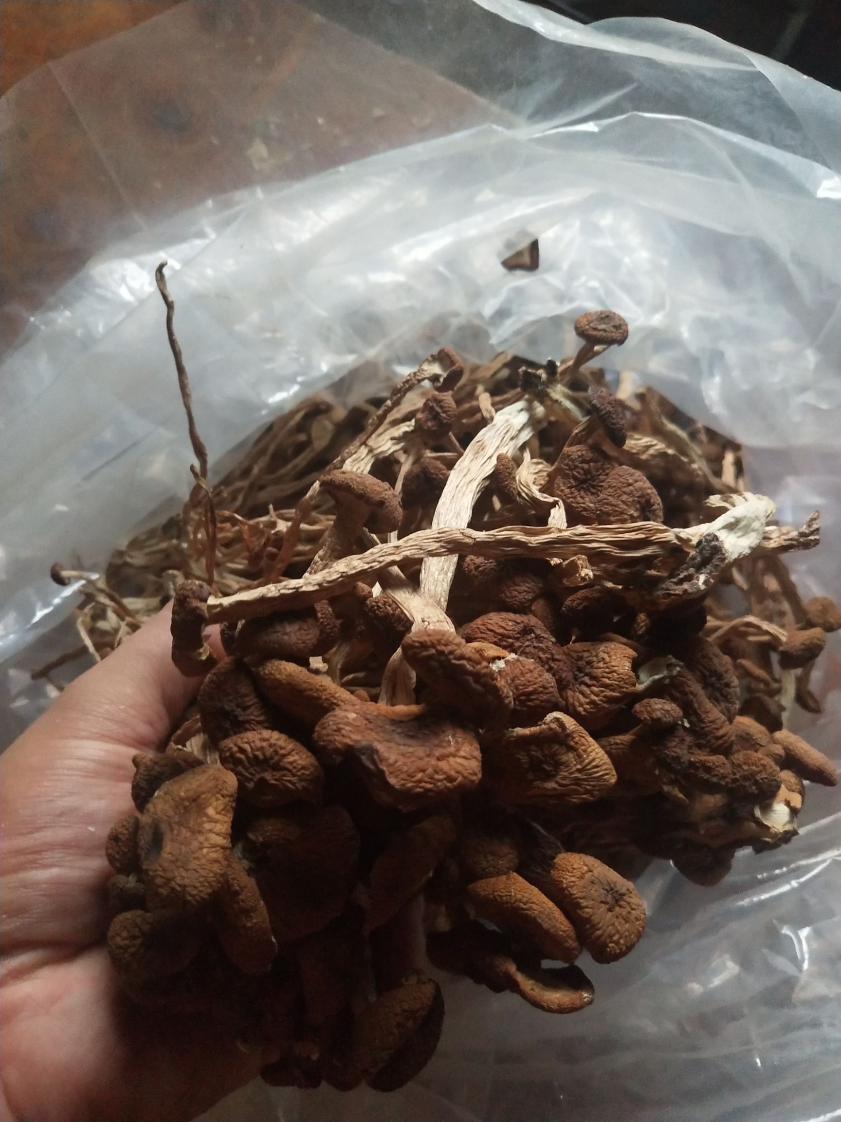 广昌5号茶树菇  古田5号茶树菇不开伞请按购买数量拍否则不发
