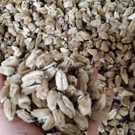 南召县辛夷 大花手选货批发 出口级精品