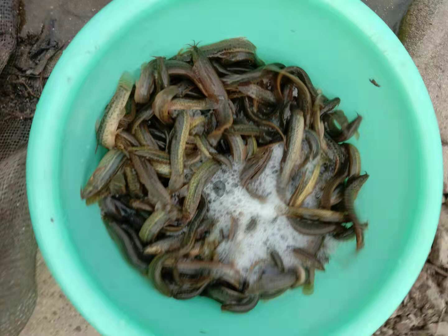  大量出售泥鳅