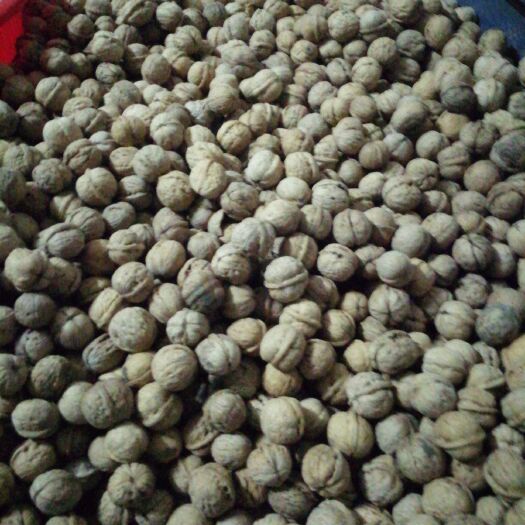 绥宁县 新疆薄皮核桃纸皮核桃