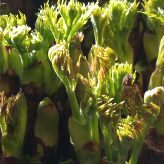 本溪县刺老芽 纯绿色反季节山野菜刺嫩芽无农药无化肥和任何添加剂