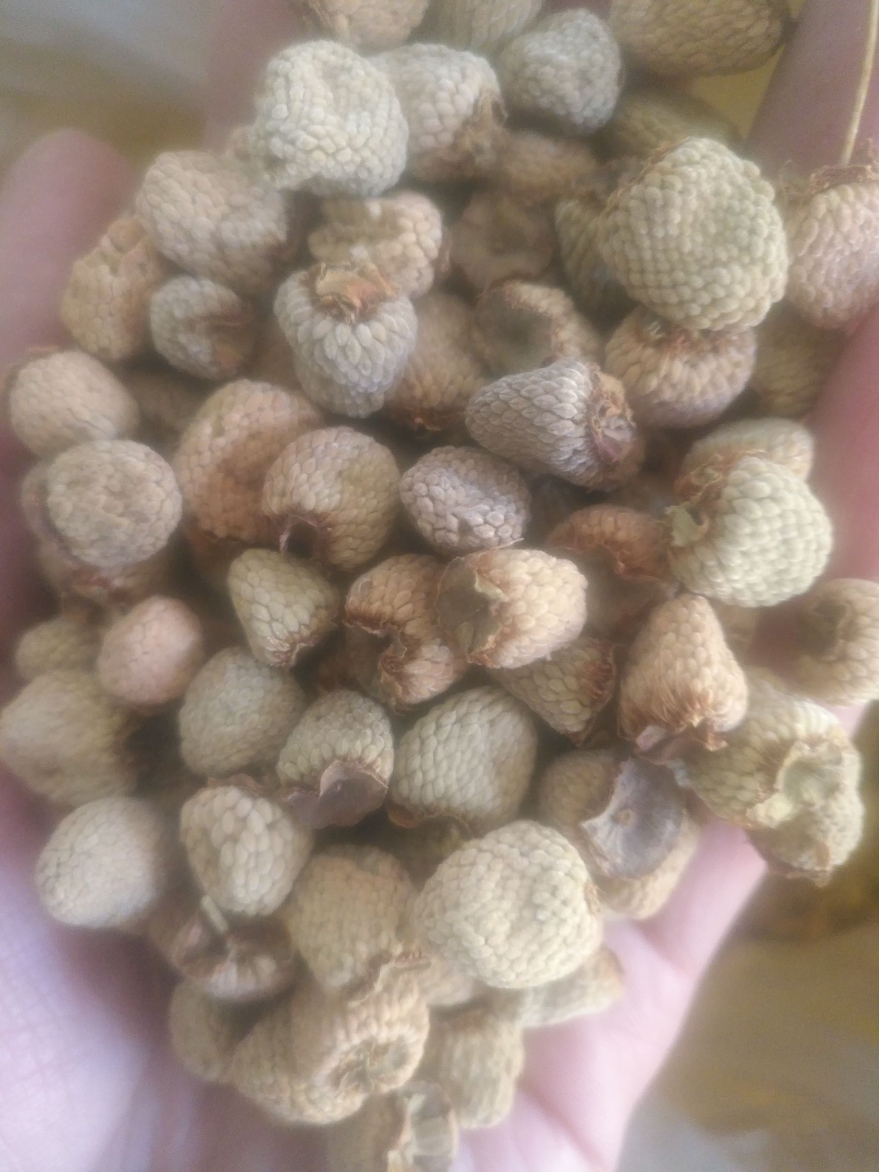 覆盆子  产地直销，可泡茶泡酒、煲汤，部分包邮，量大价优